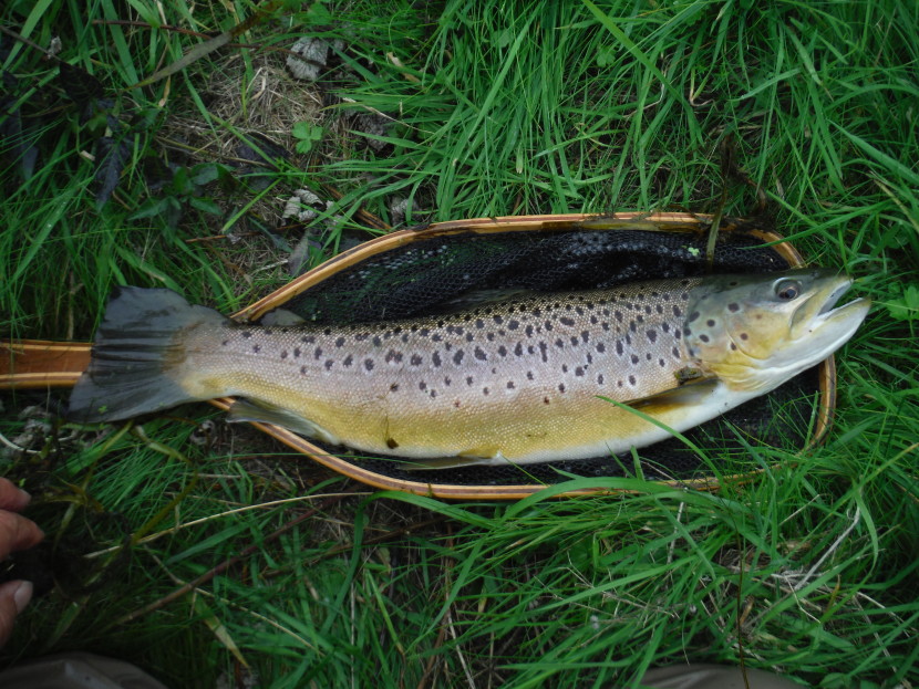 Avon trout on the last day of the season